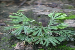 Actiniopteris radiata